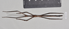 CollectionObject 1572754; NHMUK(SF IMPORT DUPLICATE) 845367, dad2dbaf-715e-4a25-9489-cc60c2d4e01e: copyright Natural History Museum, London. male (paratype). (CollectionObject).
