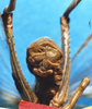 CollectionObject 1504992; 8b999150-c058-459d-b786-0ff8fcdcaa33, DORSA D007SM01: male abdomen tip (holotype). (CollectionObject).