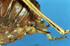 CollectionObject 1568348; 2cb6c708-0bee-40bc-9f80-b316f4b2ba63: female ovipositor (syntype of Acanthoproctus elaphos). (CollectionObject).