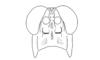 Scirtopaon dorsatus Descamps & Rowell, 1984: Fig. 9D. male face. (Otu).