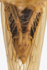 Male genital capsule, lateral view on Idiodonus rufescens (Osborn, 1915): (Observation).