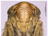Head on Exitianus fulvinervis Li & He, 1993 now Exitianus nanus (Distant, 1908): (Observation).