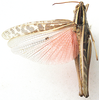 Cyathosternum prehensile Bolívar, 1882: dorsal view. (Otu).