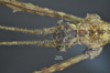 CollectionObject 1595663; 8416ac18-c066-46bd-b471-62bd83d6153c: copyright SWFU Kunming. male head, dorsal view (paratype). (CollectionObject).;CollectionObject 1595664; 2e916493-bfb1-4db4-9fc4-1ce74a5cd755: copyright SWFU Kunming. male head, dorsal view (paratype). (CollectionObject).;CollectionObject 1595665; 7cedf640-d187-4b04-b575-03190d975d63: copyright SWFU Kunming. male head, dorsal view (paratype). (CollectionObject).