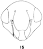 Head on Balcanocerus (Balcanocerus) balcanicus (Horváth, 1903): (Observation).