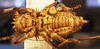 CollectionObject 1568346; b8f49413-fa4b-4ef1-bb6c-0050911ce6e6: female, ventral view (syntype of Acanthoproctus elaphos). (CollectionObject).