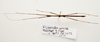 CollectionObject 1595862; 32814d6b-af72-4c5b-ba7e-90769724a1ad: copyright LKCNH Singapore. male, dorsal view (paratype). (CollectionObject).