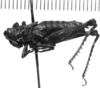 CollectionObject 1540728; 509838ee-fd69-46e5-aae3-747bf56ec0ac, MNHN-EO-CAELIF2449: Image, Carbonell, C.S. female, lateral view (holotype). (CollectionObject).
