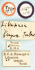 Other on Caenodelphax teapae (Fowler, 1905): (Observation).