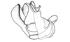 Bufonacris terrestris Walker, 1871: Fig. 42. phallic complex, lateral view. (Otu).