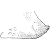 Pygofer, lateral view on Empoa (Empoides) punicea (Matsumura, 1932): Pygofer, lateral view. (Observation).