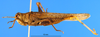 female, lateral view (syntype). Depicts CollectionObject 1505298; ad4e4348-bb02-4da8-ae60-d0ce37a6521a, a CollectionObject.
