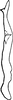 Stylus: Stylus (A. orbata Mel.). (Observation).