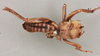 CollectionObject 1517605; d10b7f30-04dc-4f98-bd9f-40b5e92d6bf0, NHMUK015982110: male, dorsal view (holotype). (CollectionObject).