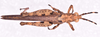 CollectionObject 1585898; 4cca8e7c-05fd-461d-88e4-503ca4be129e: male, body in dorsal view (no a type). (CollectionObject).
