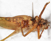 CollectionObject 1532264; NMW 7822, beb91ef0-6225-4af1-88a8-e248cfb80d70: male, ventral view (holotype). (CollectionObject).