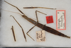 CollectionObject 1561500; b08872f7-2846-45cf-94c8-a33a47b08cd3: copyright USNM, Washington. female (holotype). (CollectionObject).