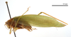CollectionObject 1578264; 0590b300-6e1a-4c48-b1d4-ef5fde9e7939: male, lateral view (paratype). (CollectionObject).