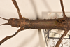 CollectionObject 1560672; e3e29883-1467-4429-bd3a-03a01de2eb54: copyright OUMNH. female: head & thorax, dorsal view (holotype). (CollectionObject).
