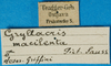 CollectionObject 1502563; e3efe046-4351-42bf-ba66-f220fad41787: labels. (CollectionObject).