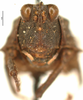 CollectionObject 1521864; OUM 701 1/5, 82cb45f6-effe-4ea2-a523-46f81cb8ef21: female, frontal view (syntype of Acanthalobus longinotus). (CollectionObject).