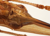 CollectionObject 1534701; c3c8ec24-4a59-4979-ab10-8bb222ed7175: female subgenital plate (syntype of Mataeus longipennis). (CollectionObject).