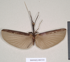 CollectionObject 1559093; f36c70cd-acc5-4588-b48e-fae8019a3fd9: copyright Natural History Museum, London. male (syntype). (CollectionObject).