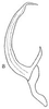 Aedeagus, lateral view: !! display not done !! on Unerus DeLong, 1936: Aedeagus, lateral view. (Observation).