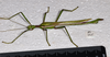 CollectionObject 1583388; 95523474-7e28-481d-9475-d50c7f3964df, QM T244506: (CollectionObject).