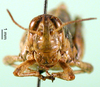 CollectionObject 1502038; 0865e7ce-2f63-4f73-940c-5a2c69ac6677: female, frontal view (alloptype). (CollectionObject).