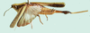 Roduniella insipida (Karsch, 1896): male, lateral view. (Otu).