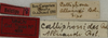 CollectionObject 1535130; 9ee3ed8b-2a5a-487e-8c6d-944c529e648b: labels (holotype). (CollectionObject).