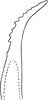 Stylus: !! display not done !! on Matsumurasca (Solanasca) hyalina (Osborn, 1928): Stylus. (Observation).