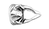 Chlorus vittatus Bruner, 1906: Fig. 4P. male abdomen tip, dorsal view. (Otu).