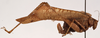 CollectionObject 1534658; 8684808b-f2ba-434d-948a-15eafb88a8eb: female, lateral view (holotype). (CollectionObject).
