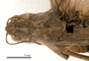 CollectionObject 1538244; c0916a09-98ef-4d96-9a0a-25b727fe70cb: female head and pronotum, dorsal view (holotype). (CollectionObject).