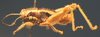 CollectionObject 1479233; f1b6597c-7080-4bab-b462-02ce014b5034: male, lateral view. (CollectionObject).