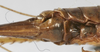 CollectionObject 1539648; 2e85d8d8-a644-4cb5-97bf-2dbbf76a71ee: female subgenital plate (syntype). (CollectionObject).;CollectionObject 1539649; 5e308dca-8056-47c1-bdb5-c15e234c7dc5: female subgenital plate (syntype). (CollectionObject).