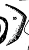 Pygofer, lateral view on Cyclopoliarus naparimae Fennah, 1945: (Observation).
