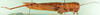 CollectionObject 1501264; b39b2aab-fa63-49b1-afe2-e97f36acea28: female, lateral view (holotype). (CollectionObject).