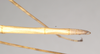 CollectionObject 1557986; NHMUK(SF IMPORT DUPLICATE) 844905, b30ef267-adb8-4d03-9044-100e0842319b: copyright Natural History Museum, London. female: end of abdomen, dorsal view (holotype). (CollectionObject).
