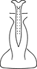 Aedeagus, ventral view on Erythridula wyatti Dmitriev & Dietrich, 2009: Aedeagus (holotype), ventral view. (Observation).