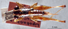 CollectionObject 1522285; fa40ba7a-4d1b-4271-8fef-7dcb4123ca07: female, dorsal view (holotype). (CollectionObject).