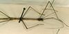 CollectionObject 1557823; f57d02be-e492-4be1-900e-e3f321d87758: copyright CUMZ, Cambridge. male: head and thorax, lateral view (syntype). (CollectionObject).
