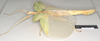 CollectionObject 1562285; NHMUK(SF IMPORT DUPLICATE) 845096, 2604a516-7075-407e-9b68-ad00bbfd3aa9: copyright Natural History Museum, London. female, lateral view of Trigonoderus childreni (syntype). (CollectionObject).