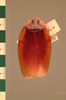 Morphna pustulata Hanitsch, 1930: Copyright UMO, Oxford. Type, dorsal view. (Otu).