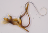 Aedeagus, lateral view: (Observation).