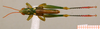 CollectionObject 1537804; c86f154b-a5a0-497a-af16-e74883ec53d4: male habitus dorsal view (paratype). (CollectionObject).