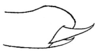 Conocephalus (Perissacanthus) strictoides (Caudell, 1906): Pl. XXI, Fig. 5. distal tip of hind tibia, internal view (male). (Otu).
