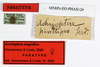 CollectionObject 1562450; f6b4ecc5-6862-48b9-a8b3-627a2ea47473: copyright MNHN, Paris. female, data labels (paratype). (CollectionObject).;CollectionObject 1562451; a3868688-6a1b-41c8-b4c7-667a81b66070: copyright MNHN, Paris. female, data labels (paratype). (CollectionObject).